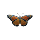 Butterflies & Moths
