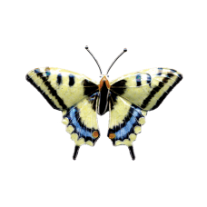 Swallowtail Butterfly pin 