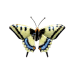 Swallowtail Butterfly pin 