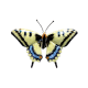 Swallowtail Butterfly
