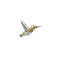 Broadtail Hummingbird pin
