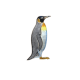 King Penguin
