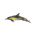 Common Dolphin pin