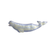 Beluga Whale
