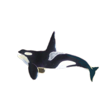 Orca/Killer Whale pin
