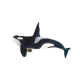 Orca Killer Whale
