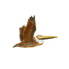 Brown Pelican pin