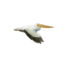White Pelican pin