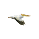 White Pelican
