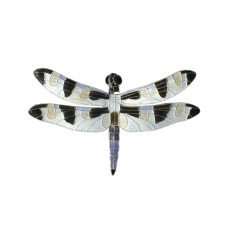 Twelve-spot Skimmer Dragonfly pin