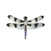 Twelve-spot Skimmer Dragonfly pin