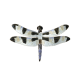 Twelve-Spot Skimmer