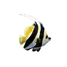 Longfin Bannerfish pin