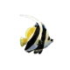 Longfin Bannerfish
