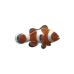 Clownfish pin