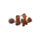 Clownfish
