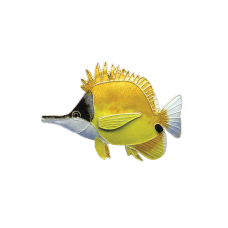 Longnose Butterflyfish pin