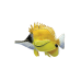 Longnose Butterflyfish pin