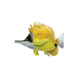 Longnose Butterflyfish
