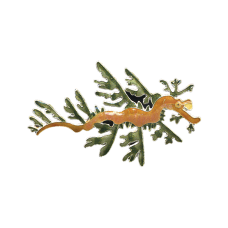 Leafy Seadragon pin