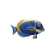 Powder Blue Surgeonfish
