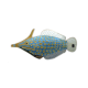 Long-Nosed Filefish
