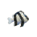 Three-striped Damselfish pin