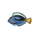 Pacific Blue Tang
