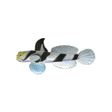 Striped Goby pin