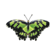 Malachite Butterfly
