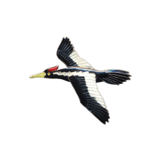 Ivory-billed Woodpecker pin