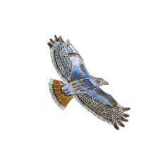 Red-tailed Hawk pin
