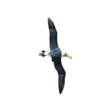 Albatross pin