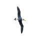 Albatross

