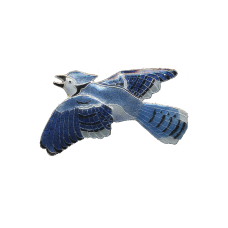 Blue Jay pin 
