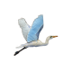 Great Egret
