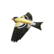 Goldfinch
