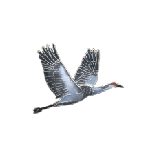 Sandhill Crane Flying pin