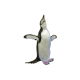 Chinstrap Penguin
