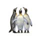 Three Kings Penguins
