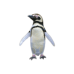 Magellanic Penguin pin