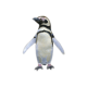 Magellanic Penguin
