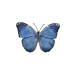 Blue Morpho Butterfly pin