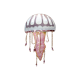 Jellyfish (Purple Striped)
