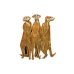 Meerkats pin
