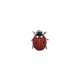 Ladybug
