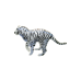 White Tiger pin