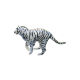 White Tiger
