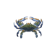 Blue Crab
