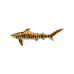 Tiger Shark pin
